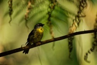Lejscik zluty - Eopsaltria australis - Eastern Yellow Robin 2528